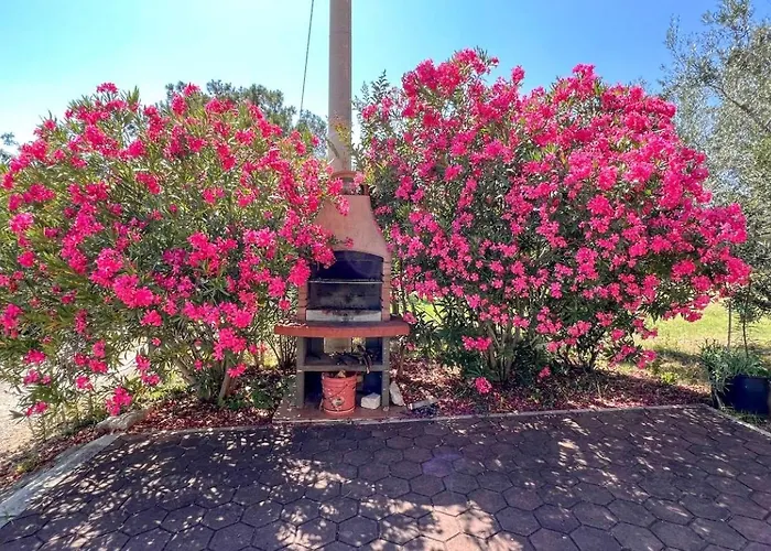 Viola One Novigrad Istria